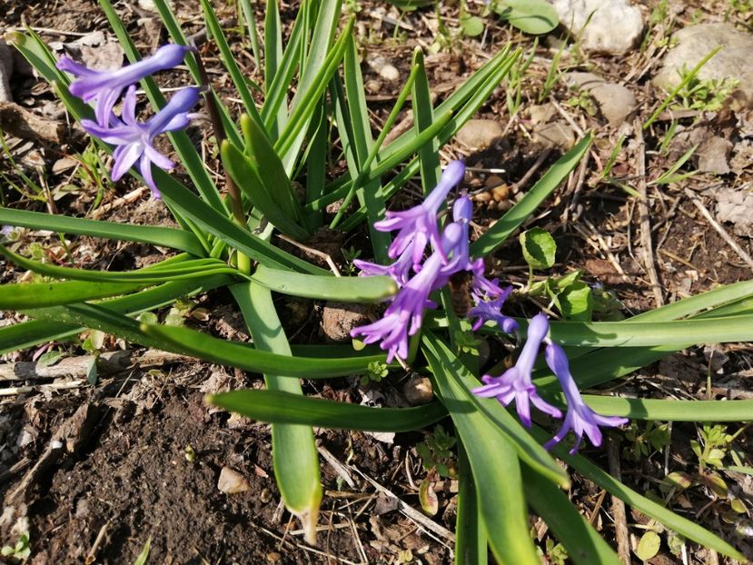  - 00- 2019- De primavara