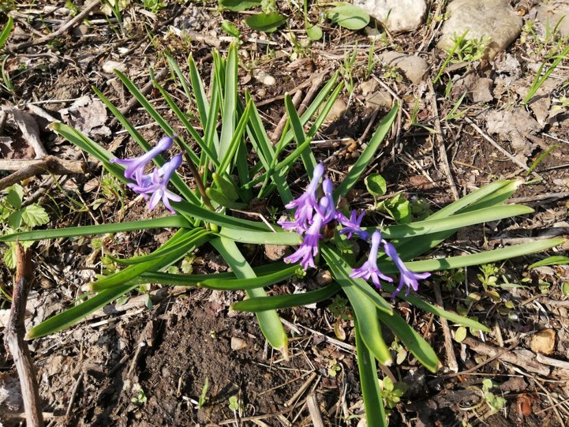  - 00- 2019- De primavara