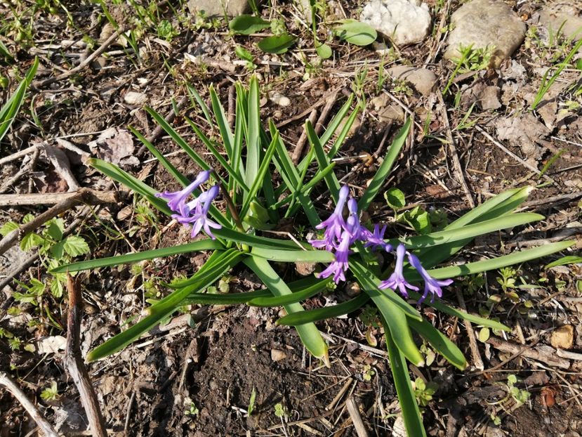  - 00- 2019- De primavara