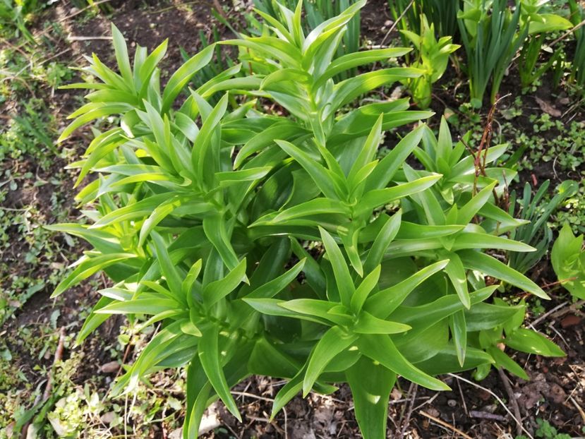  - 00- 2019- De primavara