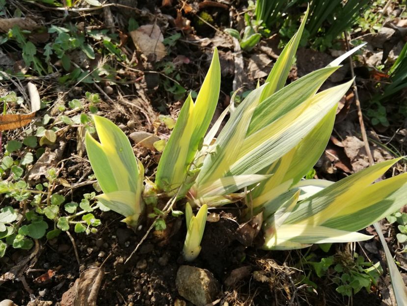  - 00- 2019- De primavara