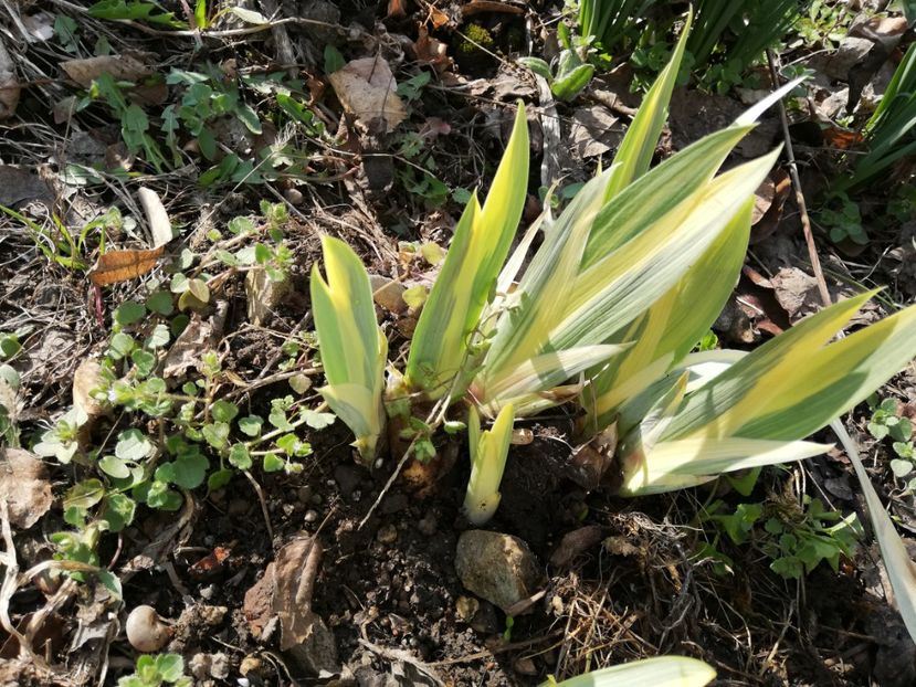  - 00- 2019- De primavara