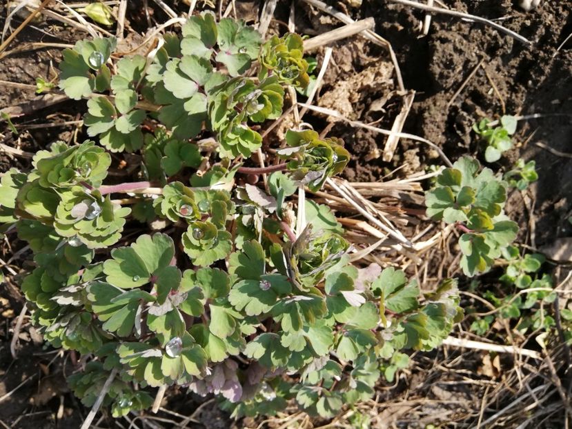  - 00- 2019- De primavara