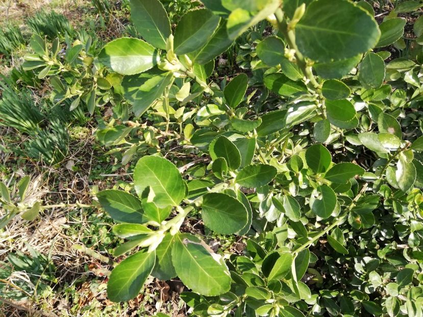  - 00- 2019- De primavara