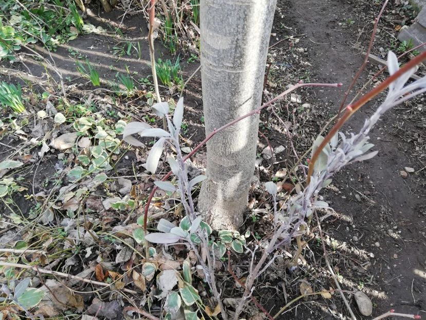  - 00- 2019- De primavara