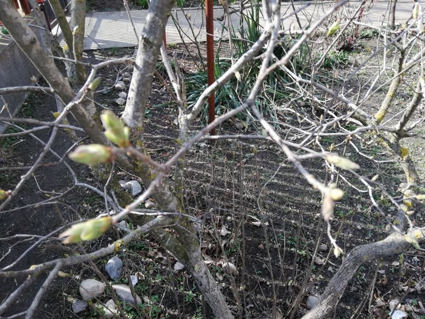  - 00- 2019- De primavara