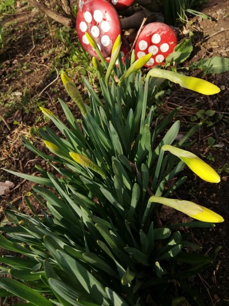  - 00- 2019- De primavara