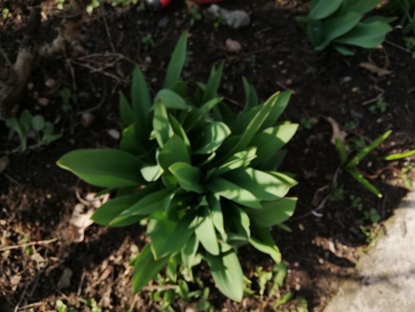  - 00- 2019- De primavara