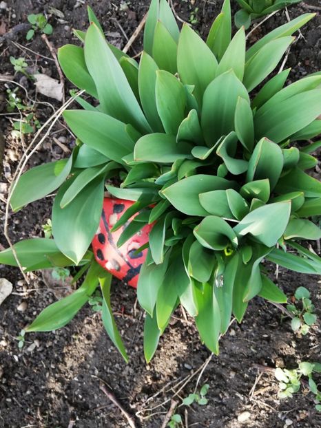  - 00- 2019- De primavara