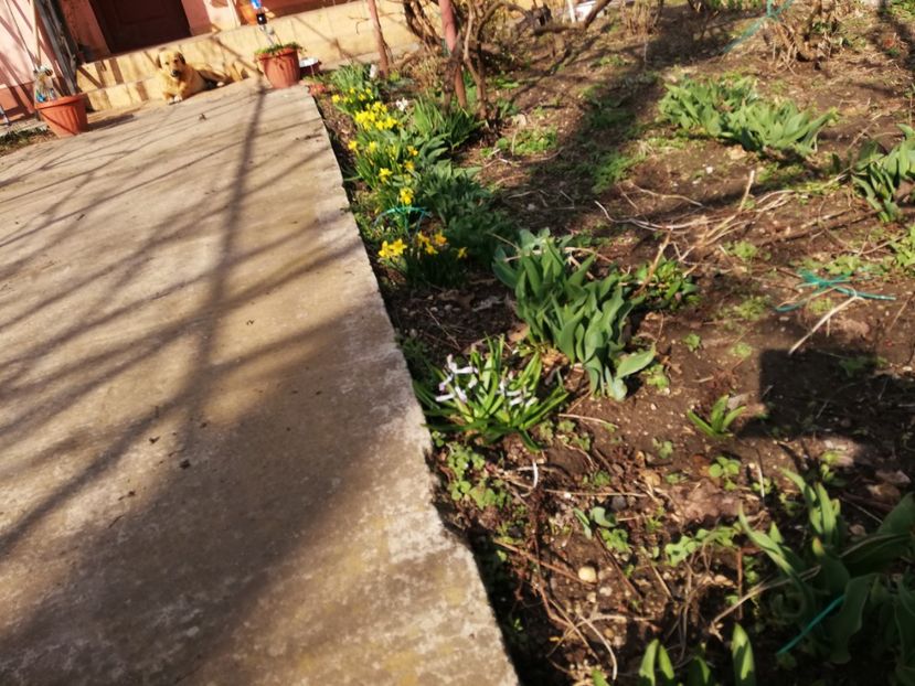  - 00- 2019- De primavara