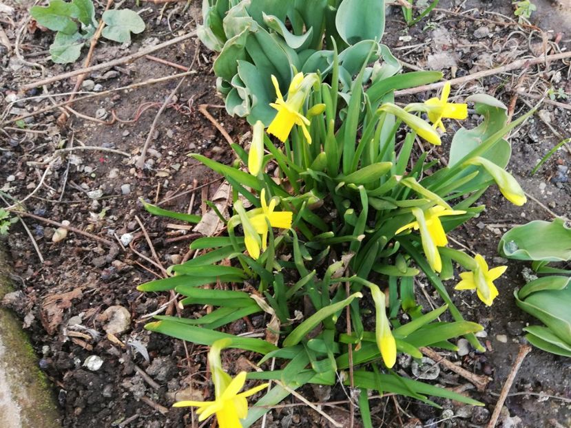  - 00- 2019- De primavara