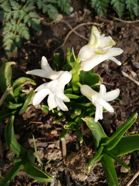  - 00- 2019- De primavara