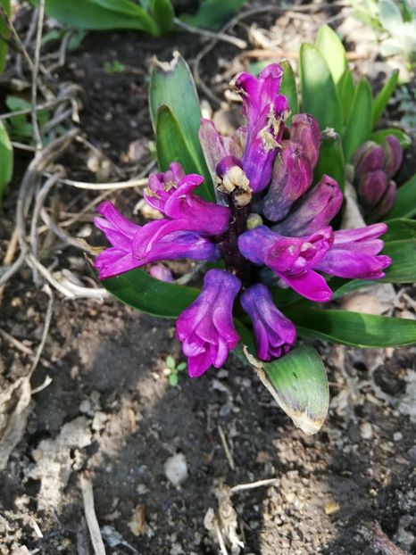  - 00- 2019- De primavara