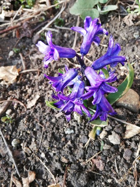  - 00- 2019- De primavara