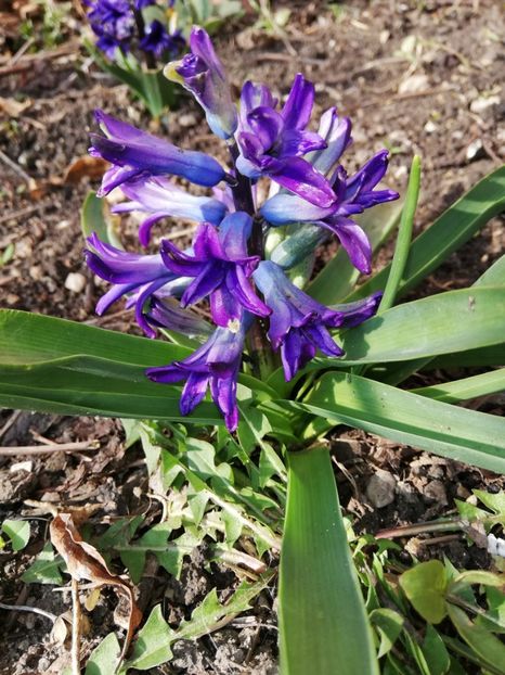  - 00- 2019- De primavara