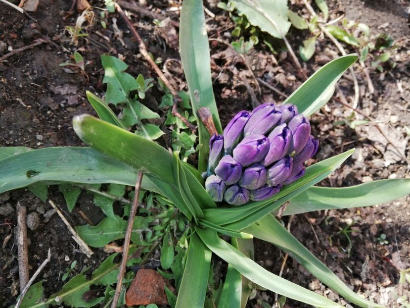  - 00- 2019- De primavara