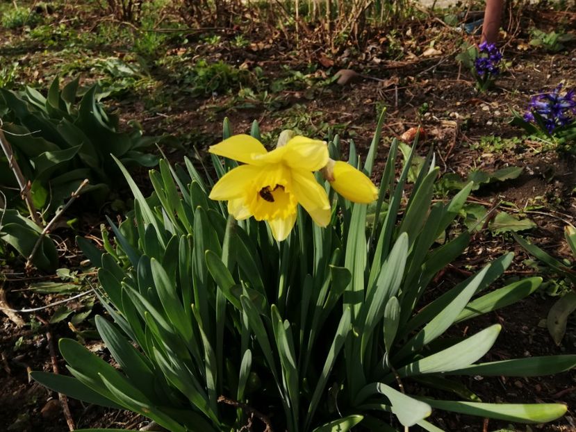  - 00- 2019- De primavara