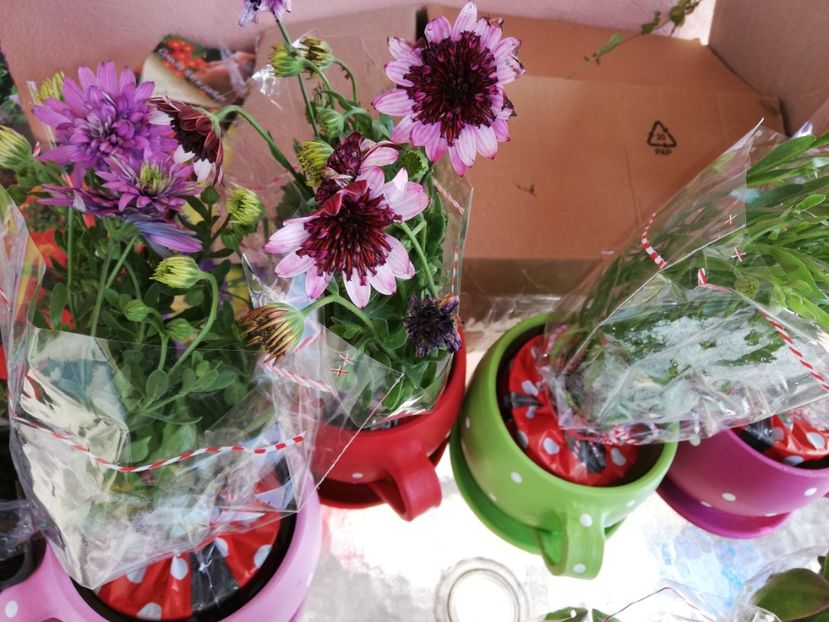  - 00- 2019- De primavara