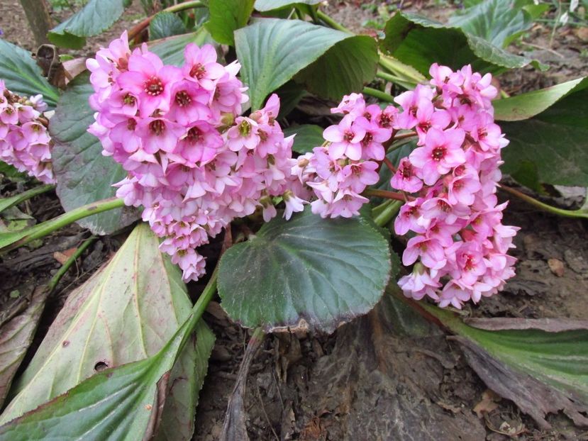  - Bergenia - Sansifraga