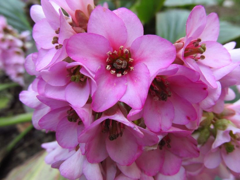  - Bergenia - Sansifraga