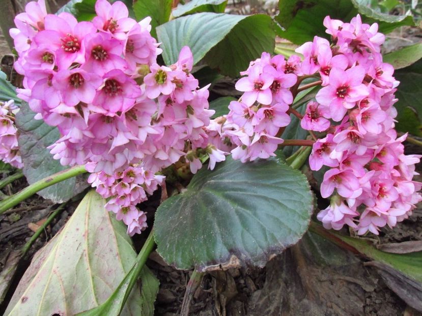  - Bergenia - Sansifraga