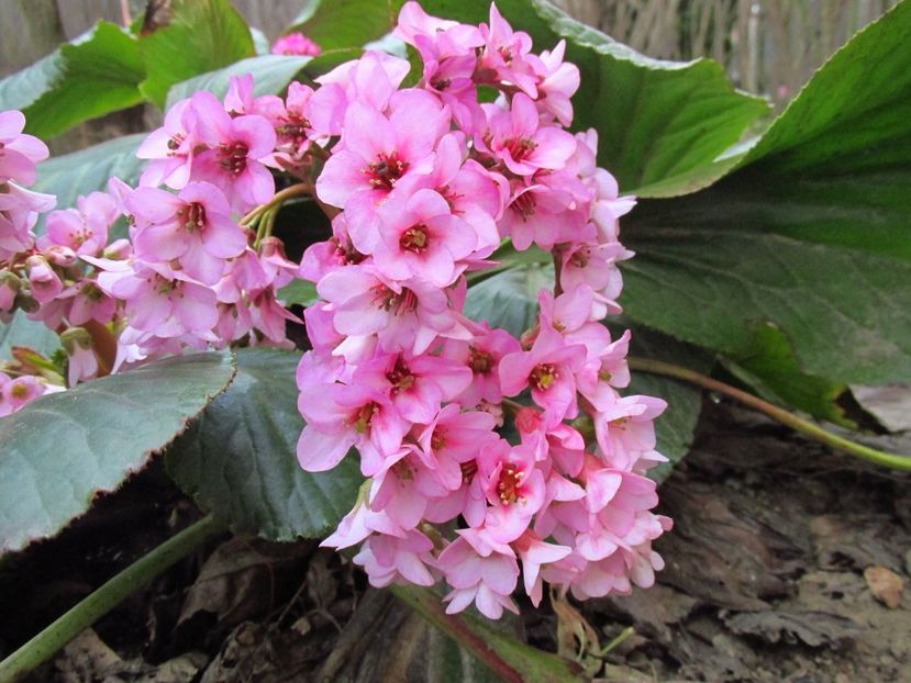  - Bergenia - Sansifraga