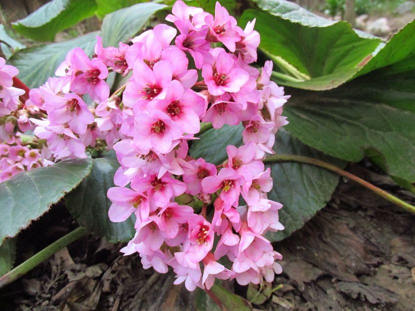  - Bergenia - Sansifraga