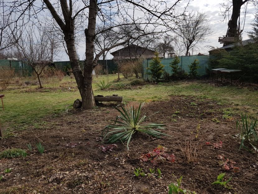 Am curatat buruienile si am sapat locul in jurul ciresului - 2019 Poiana Ciresului