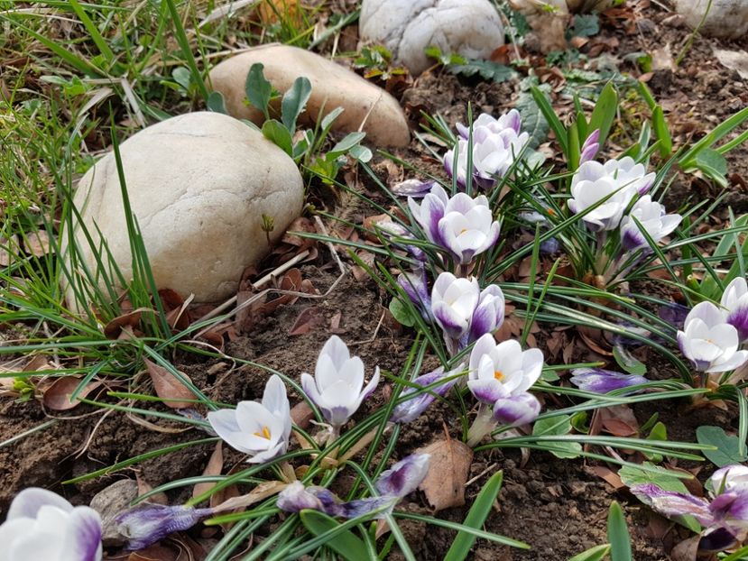 Prins Klaus - 2019 Martie _Helleborus