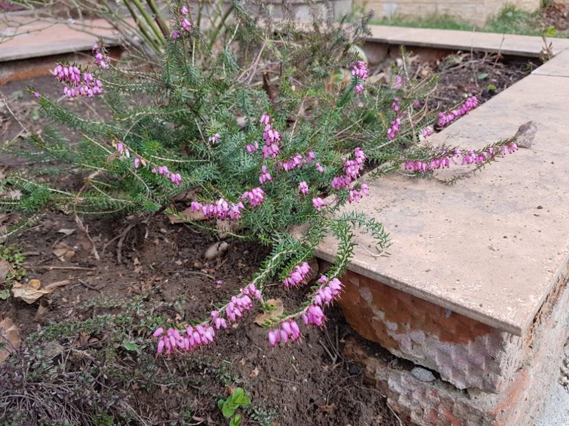 Erika - 2019 Martie _Helleborus