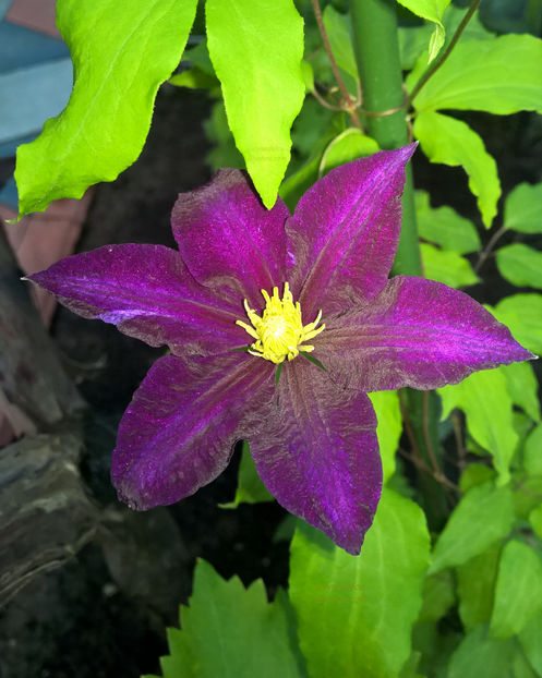 valynedelcu@yahoo.com peisaje0077 - Clematis Julka