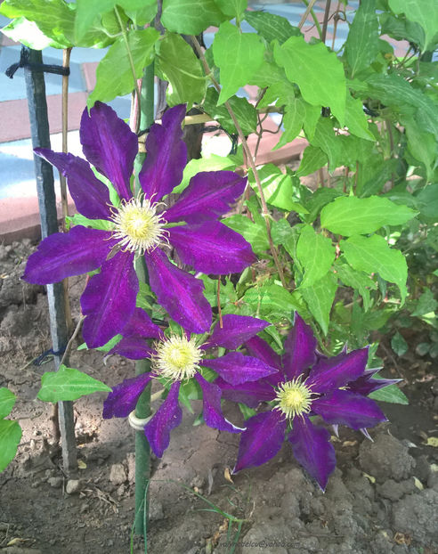 valynedelcu@yahoo.com peisaje0266 - Clematis Julka