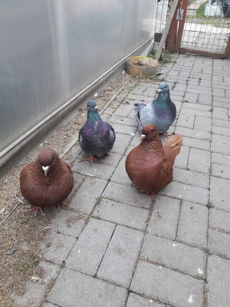 IMG-20190314-WA0001 - Date de contact 0721774095-0753123099