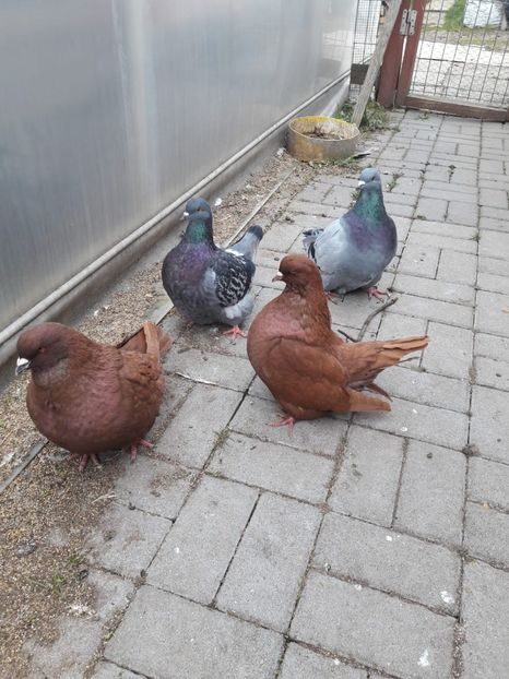 IMG-20190314-WA0000 - Date de contact 0721774095-0753123099