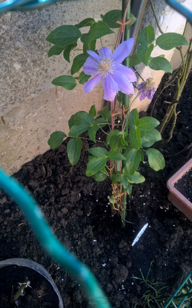 valynedelcu@yahoo.com peisaje0523 - Clematis Doctor Ruppel