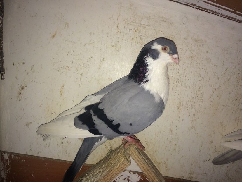 mascul  2018 - Plecați ALBUM 2