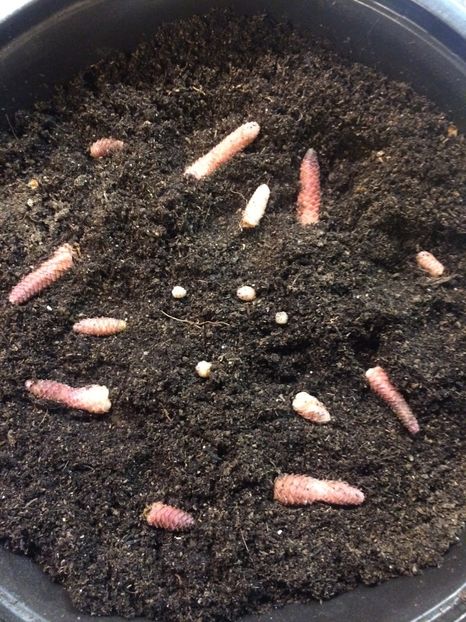 14.03.2019 - Jennifer Goode