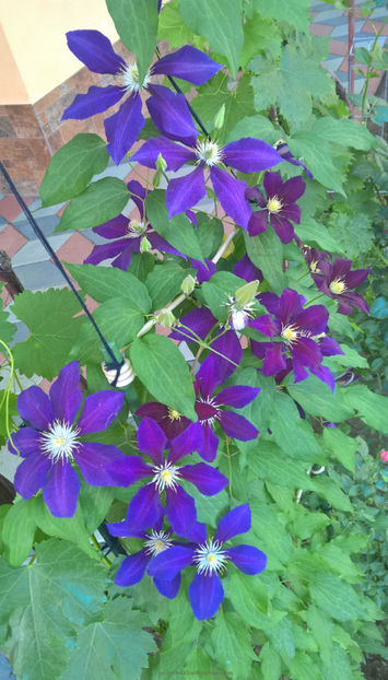 valynedelcu@yahoo.com Clematis 0001 - Clematis Julka