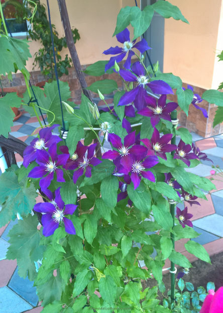 valynedelcu@yahoo.com Clematis 0002 - Clematis Julka