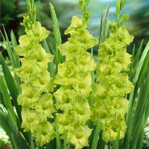 Gladiole Green Star - BULBI PRIMAVARA