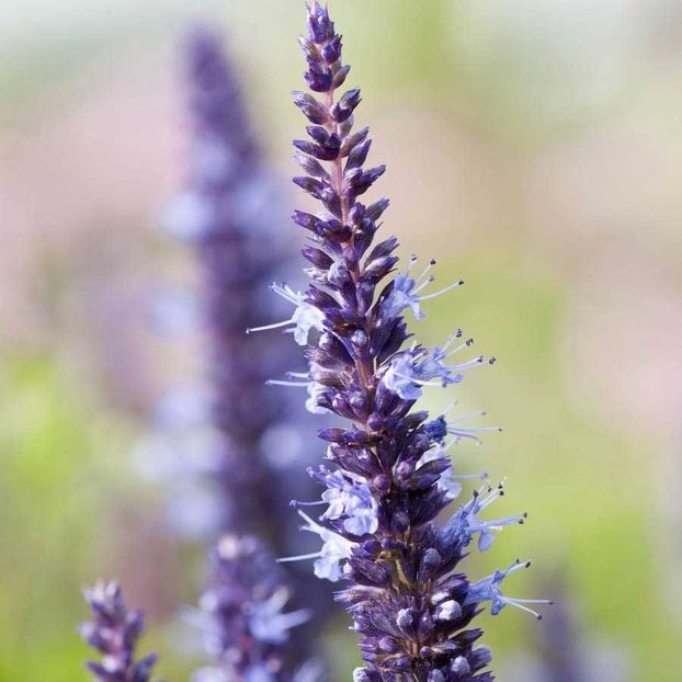 Agastache Hybrida Astello Indigo - LISTA SEMINTE DE VANZARE