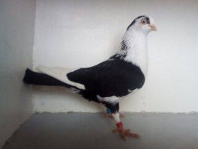  - PORUMBEI CARE MI AU APARTINUT