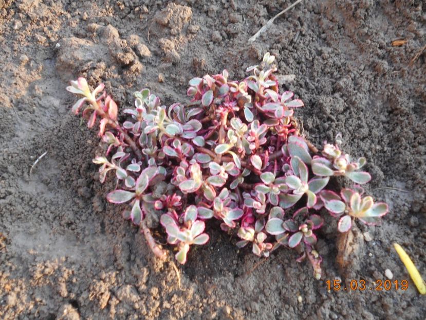 sedum spurium tricolor - 2Primavara2019