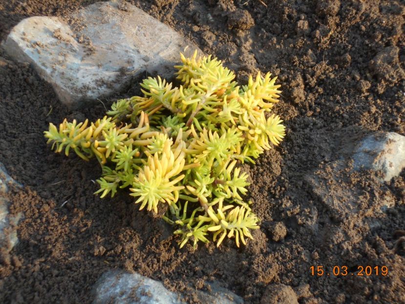 sedum reflexum Angelina - 2Primavara2019