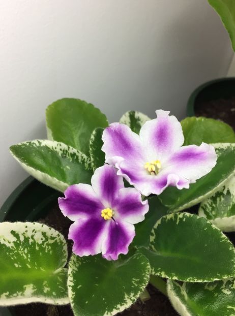 512E93F7-0EC5-410F-8951-513C179BB587 - RS-Tochinii Udar