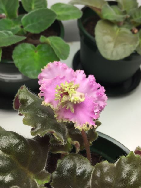 93E0CF61-B73C-4515-B588-9F5EA6A1CA22 - Highschool Sweetheart