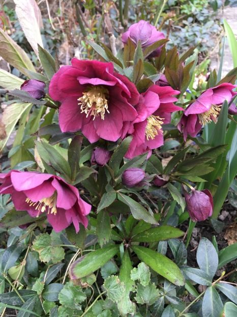 20DB92F6-9535-448B-BF12-E3FF1FC8602E - Martie