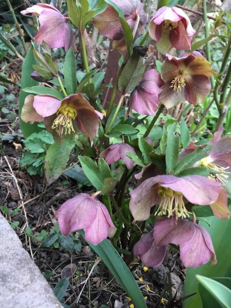 FDA4C6BB-74F5-4FD0-BA5D-68C679C9DD72 - Martie