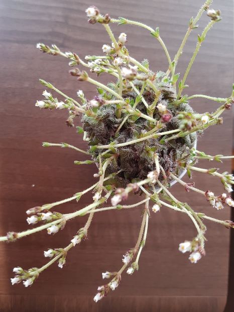 Crassula setulosa cu floricele - Crassula