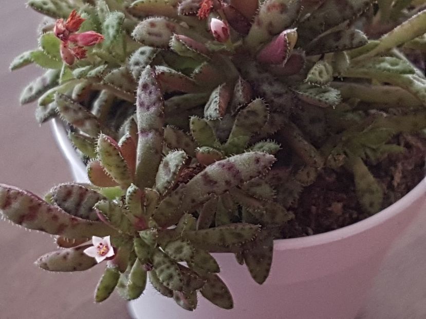 Crassula exilis cooperi - Crassula